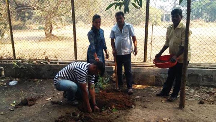 tree-plantation-7